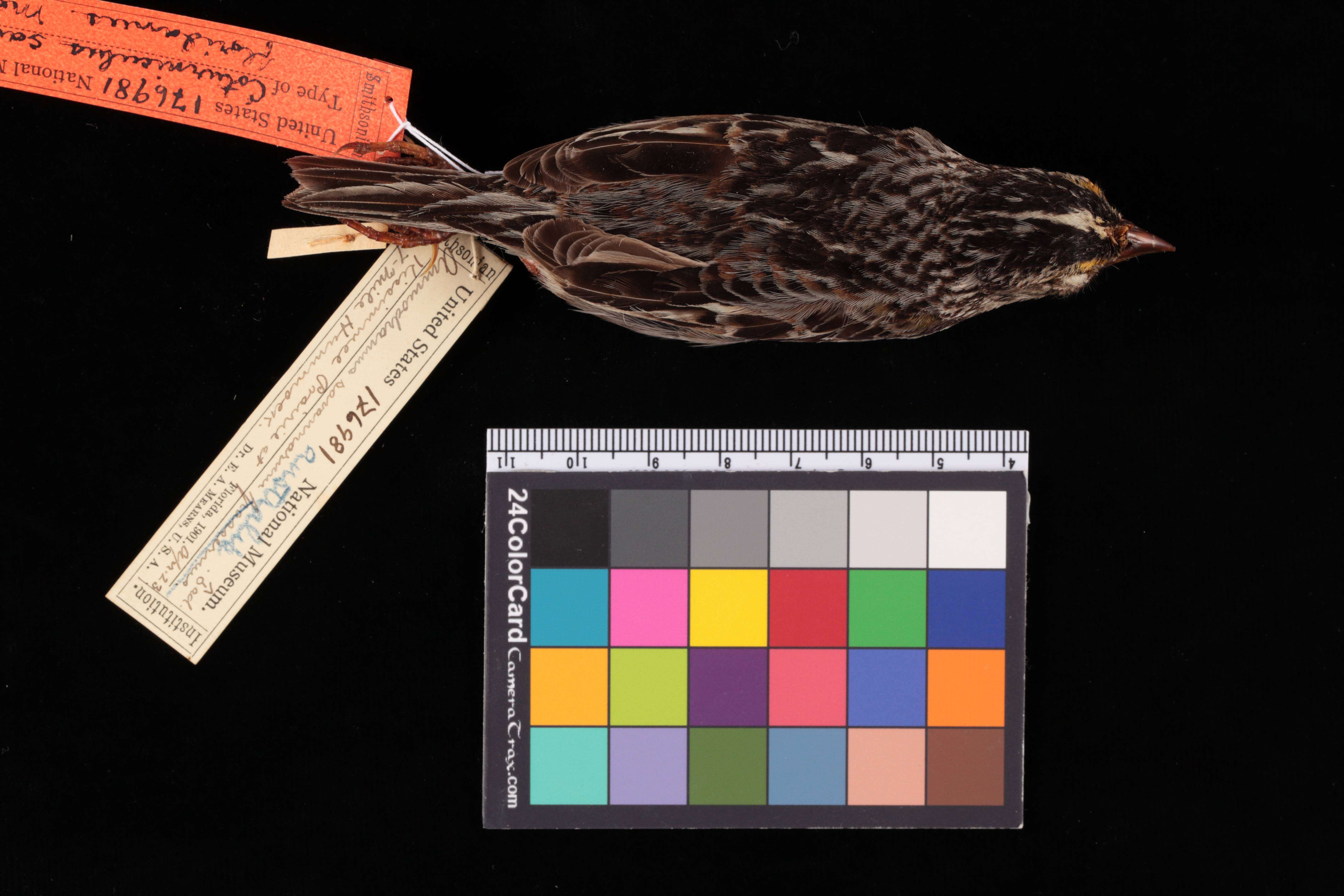 Image of Florida grasshopper sparrow