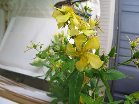 Image de Hypericum monogynum L.