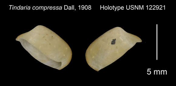 Image of Tindaria compressa Dall 1908