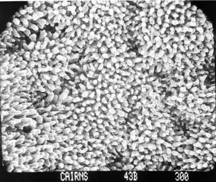 Image of Lepidopora acrolophos Cairns 1983