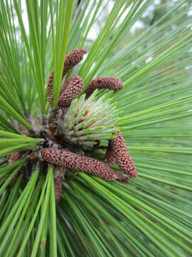 Image of Florida Pine