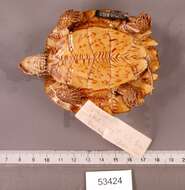 Image of Western black-bridged leaf turtle