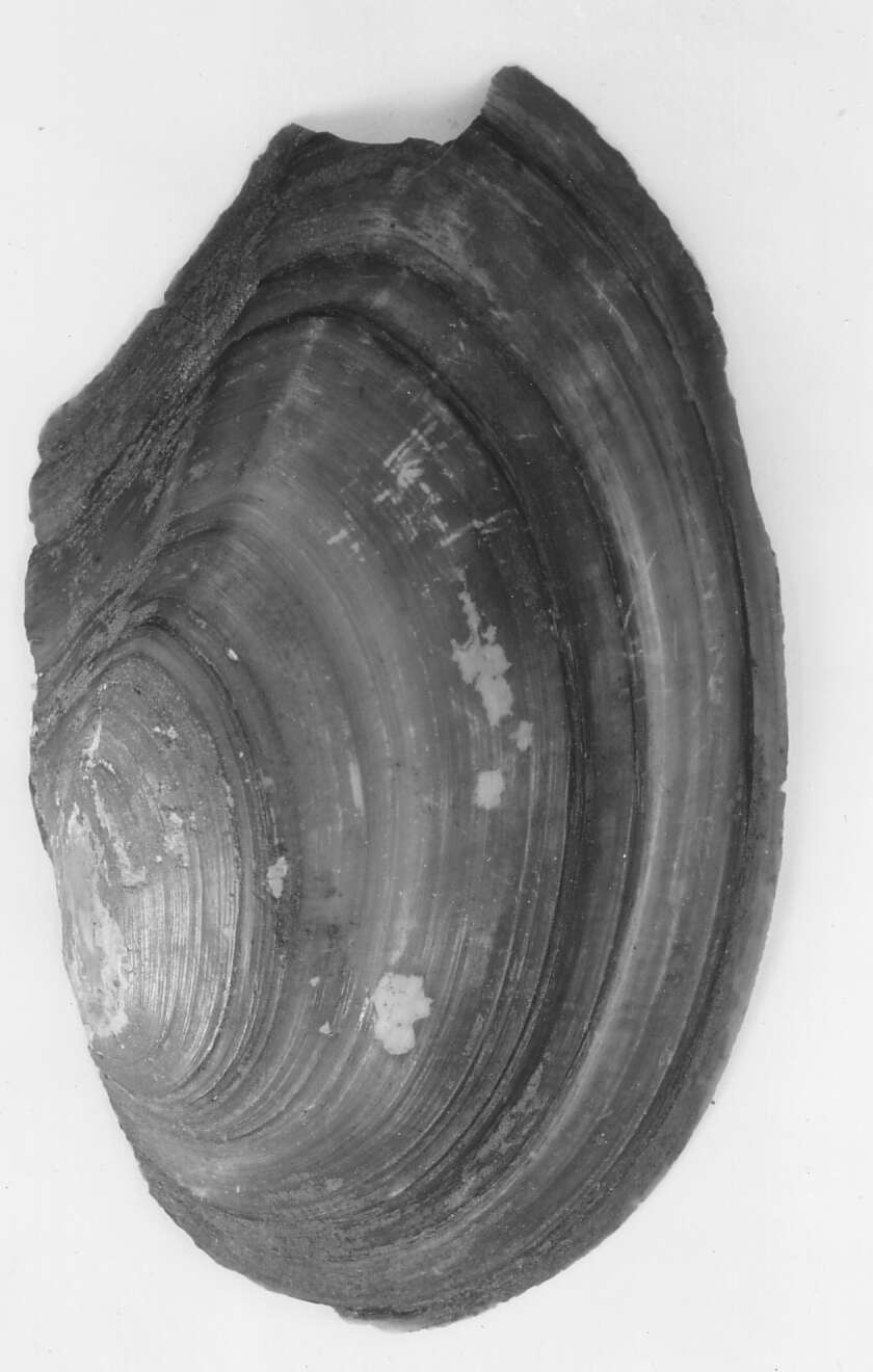 Image of Anodonta oregonensis I. Lea 1838