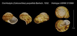 Image of Cochlostyla (Calocochlea) perpallida Bartsch
