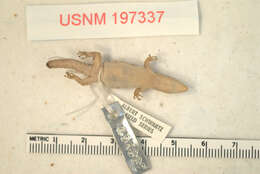 Image of TerreNueve Least Gecko