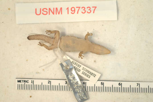 Sphaerodactylus sommeri Graham 1981的圖片