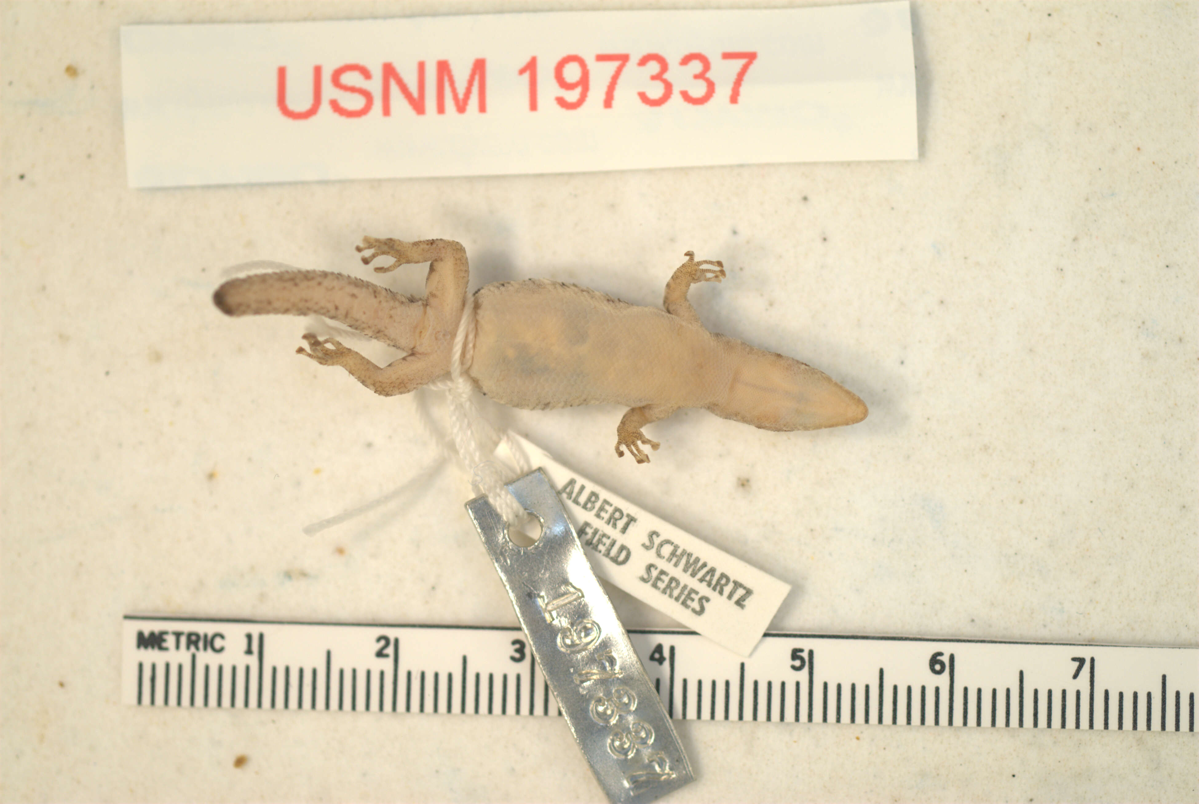 Sphaerodactylus sommeri Graham 1981的圖片