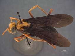 صورة Monodontonyx tagalensis Banks 1934