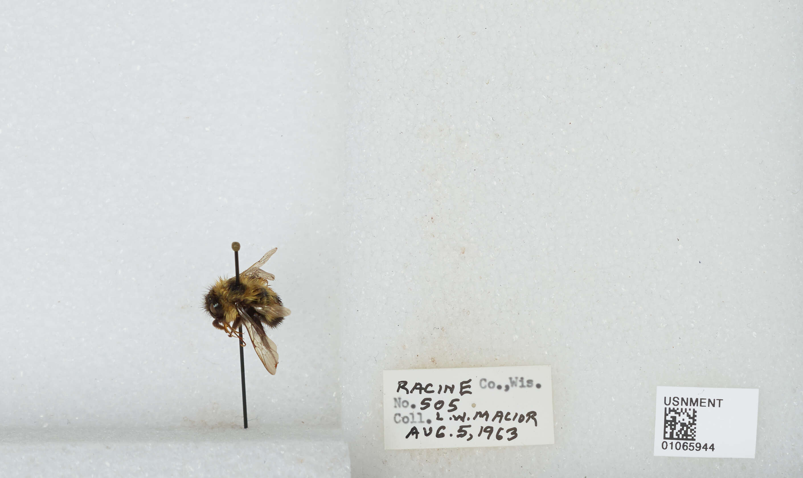 Слика од Bombus affinis Cresson 1864