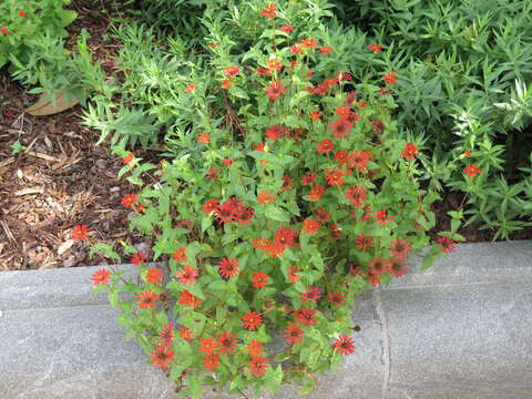 Image of Peruvian zinnia