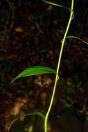 Image of Anchietea pyrifolia A. St.-Hil.