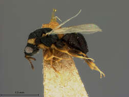 Eurytoma polygraphi (Ashmead 1894) resmi