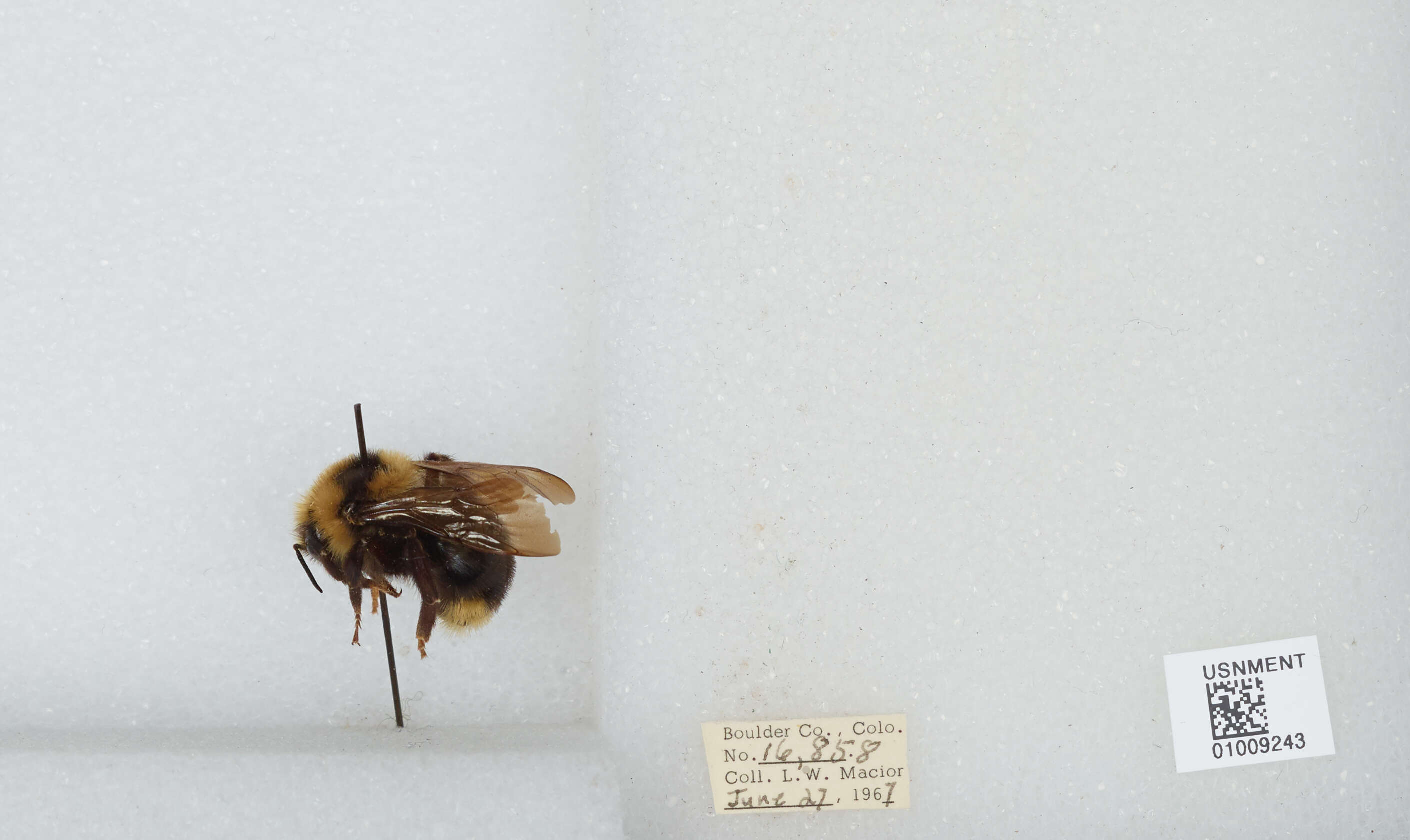 Image de Bombus insularis (Smith 1861)