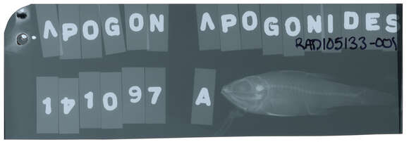 Image of Apogon apogonides