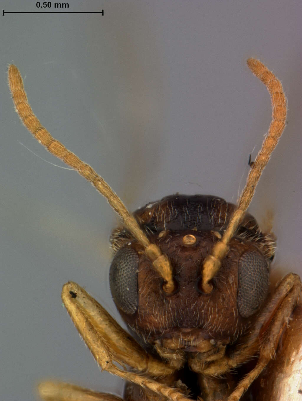 Image of <i>Andricus follioti</i>