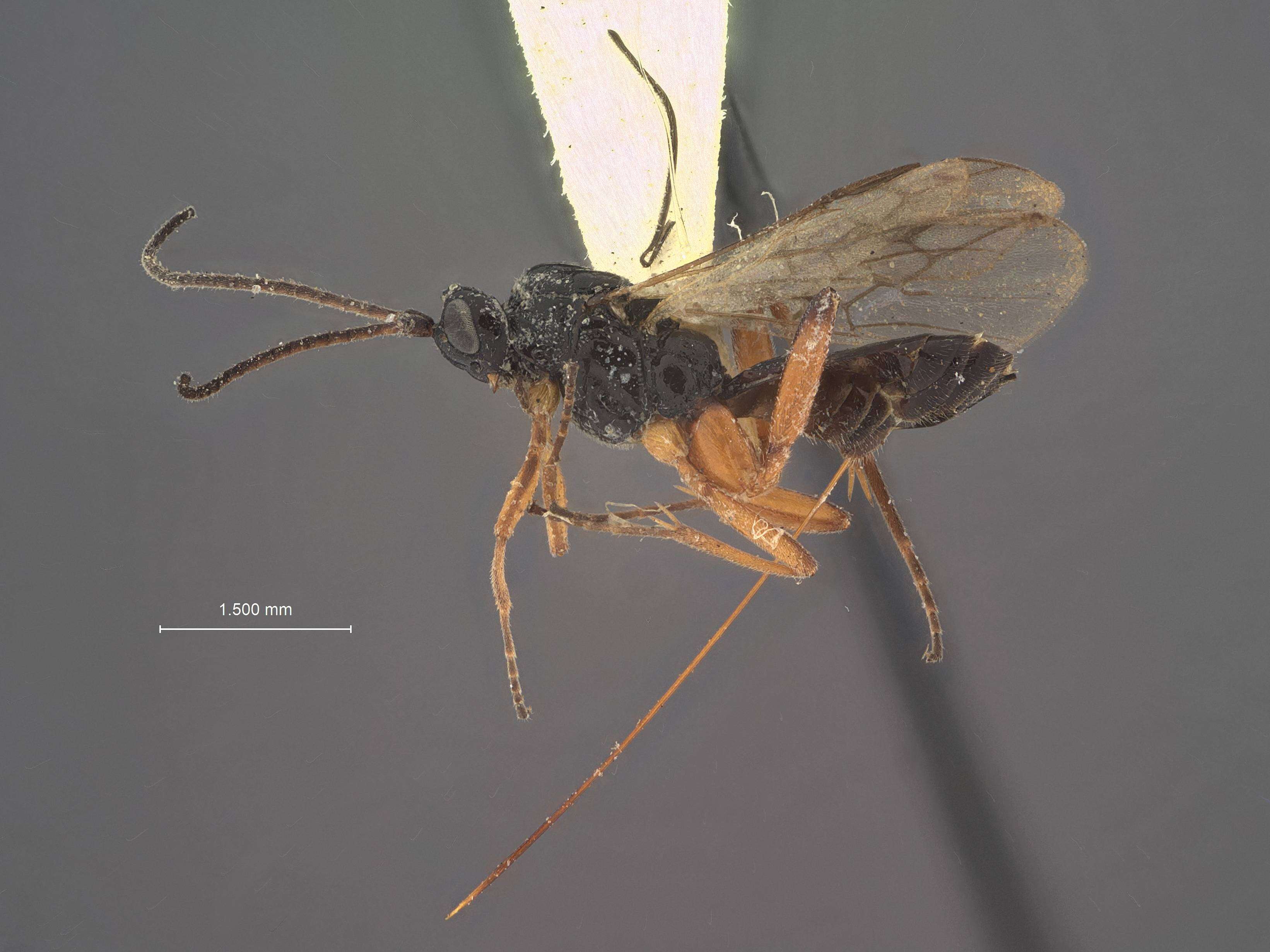 Image of Orgilus lissus Muesebeck 1970