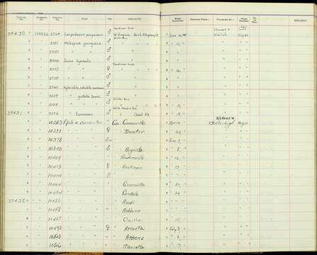 Pipilo erythrophthalmus canaster Howell & AH 1913 resmi