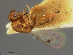 Image of Eurytomidae