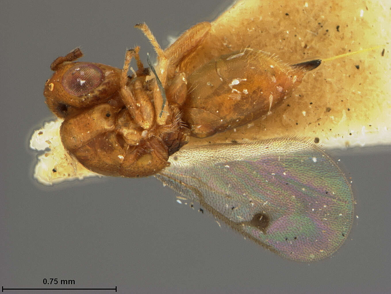 Image de Eurytomidae