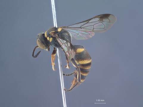 Image de Lestiphorus philippinicus Tsuneki 1992