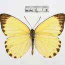 Image of Belenois ianthe (Doubleday 1842)