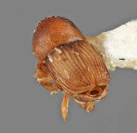 Image of Scolytomimus bicolor Wood 1960