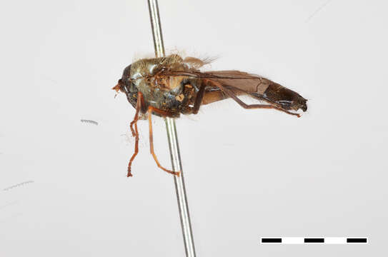 Image of Dasysyrphus darada Ghorpade 1994