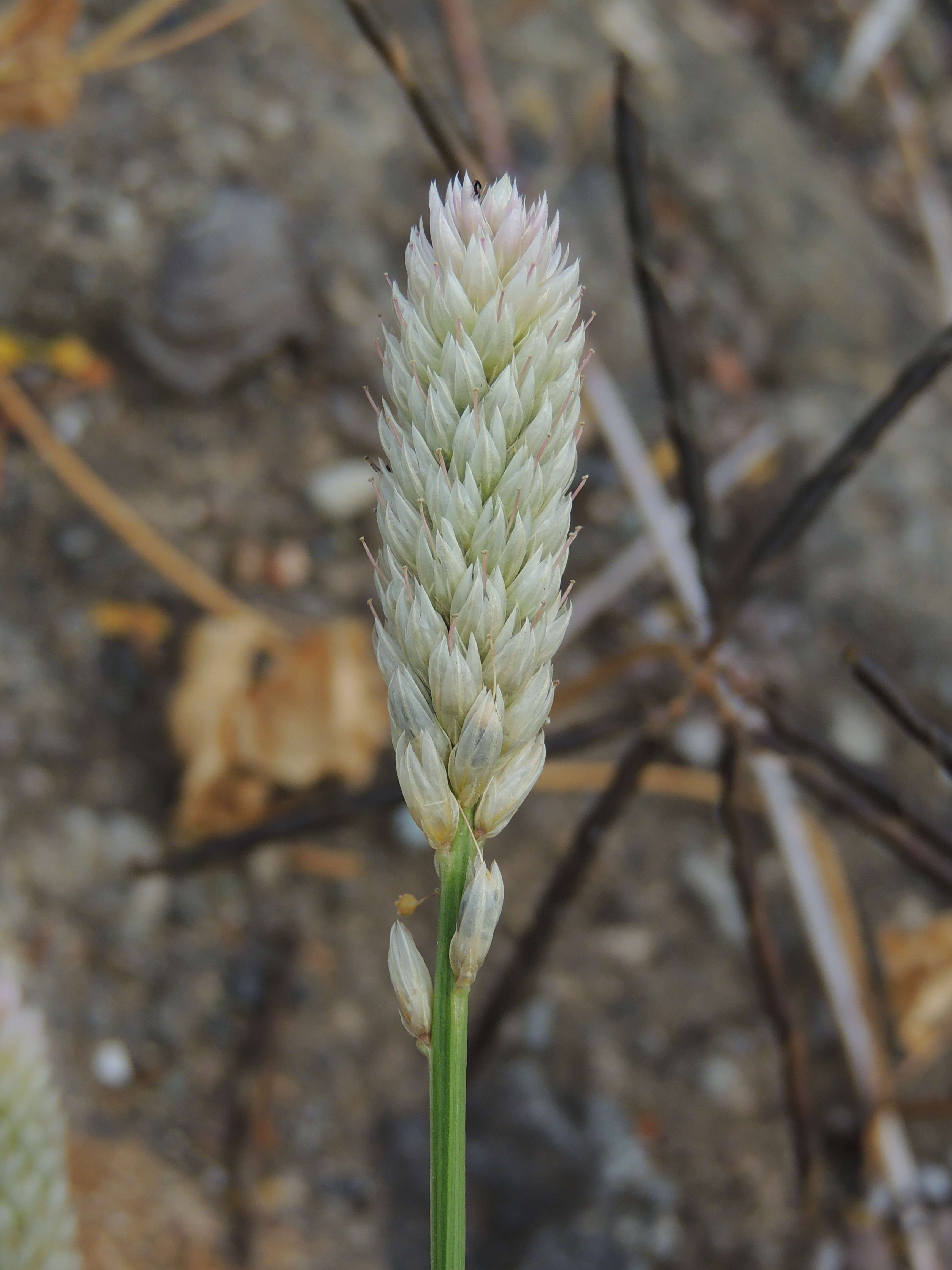 Imagem de Celosia argentea L.