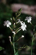 Image of wild leadwort