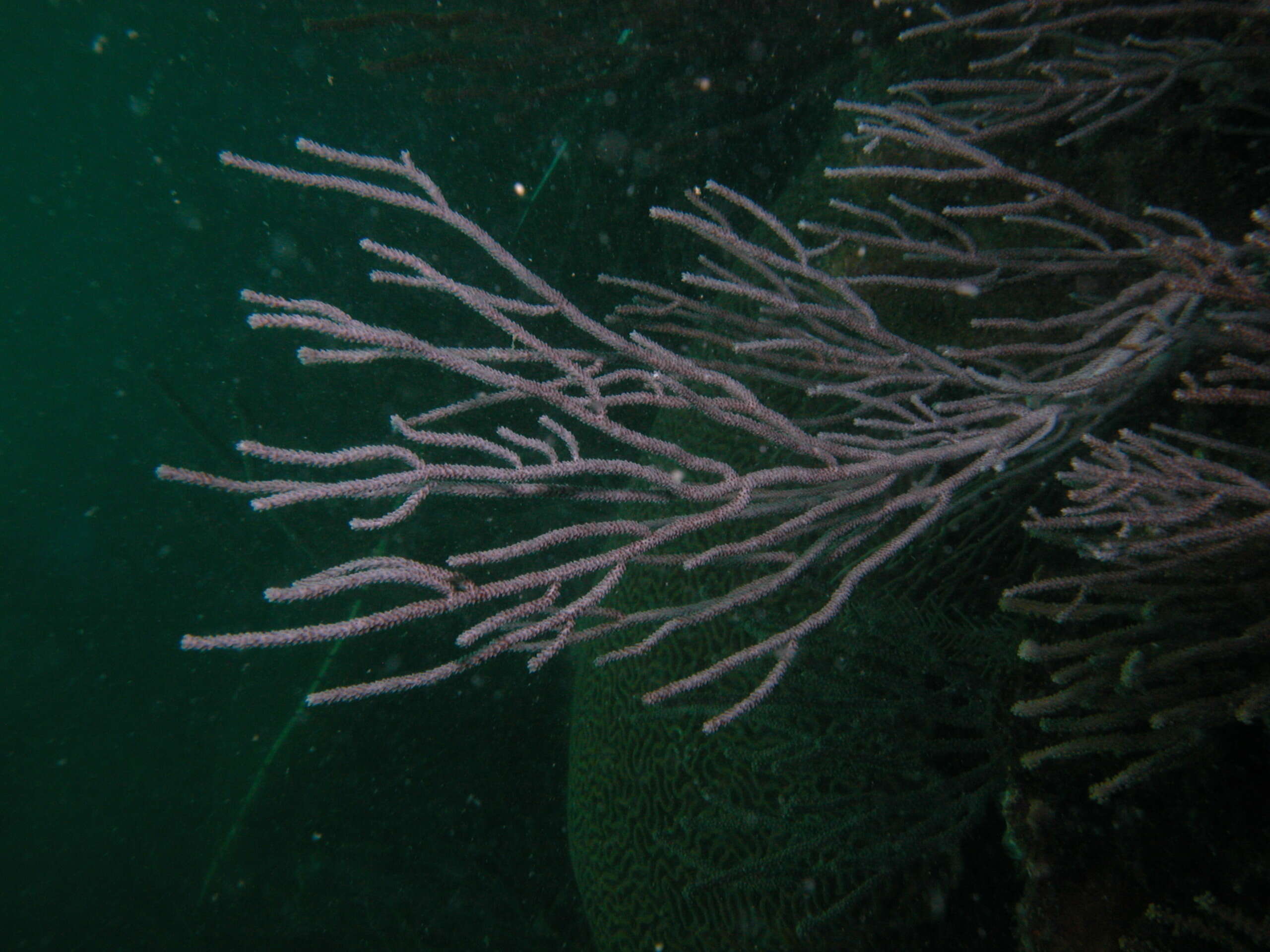 Image of delicate spiny sea rod