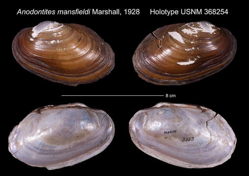 Image of Anodontites mansfieldi Marshall