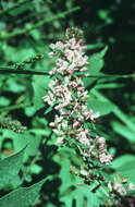 Lespedeza virginica (L.) Britton的圖片