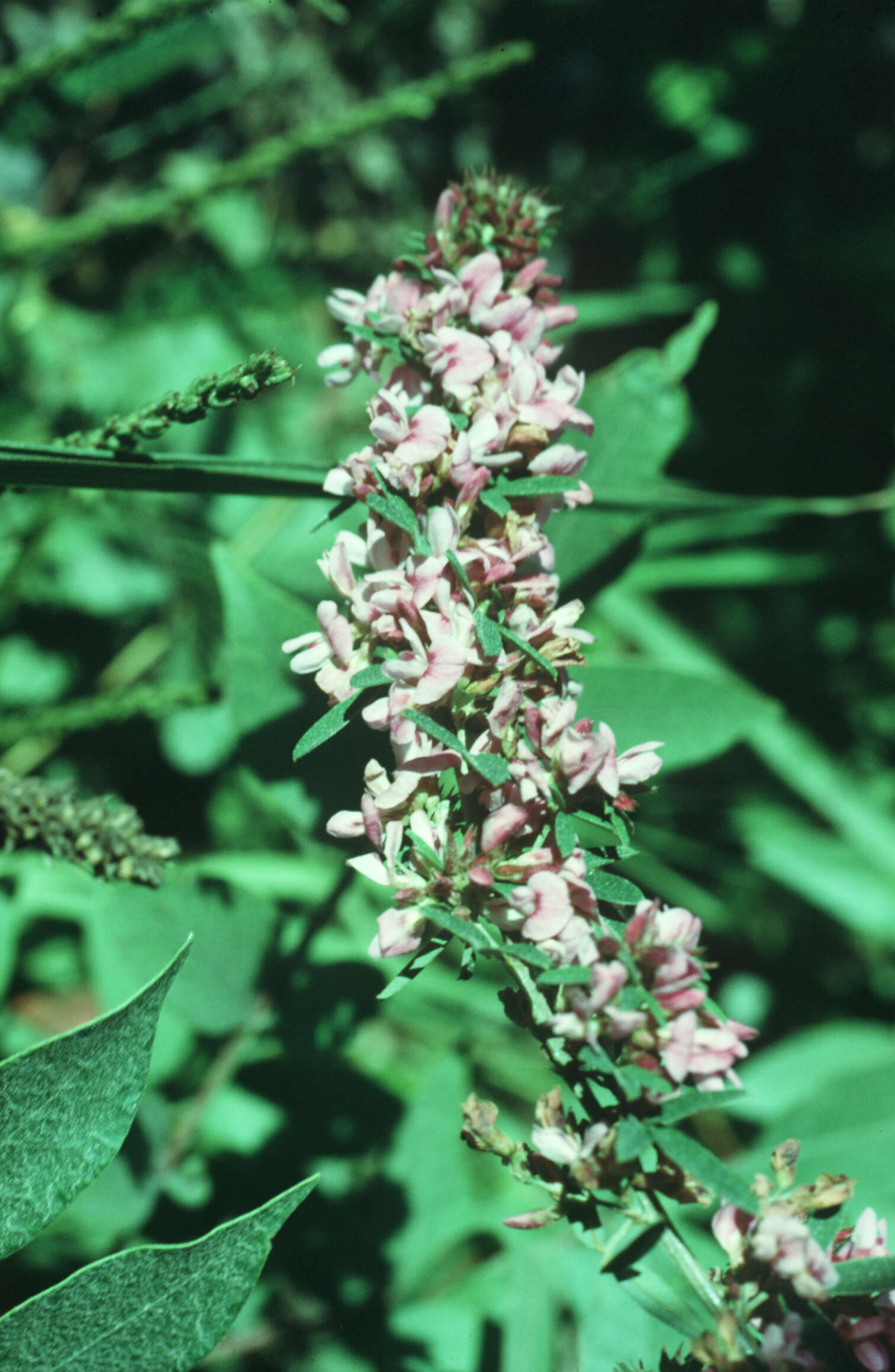 Lespedeza virginica (L.) Britton的圖片