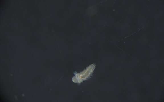 Image of Glyceridae