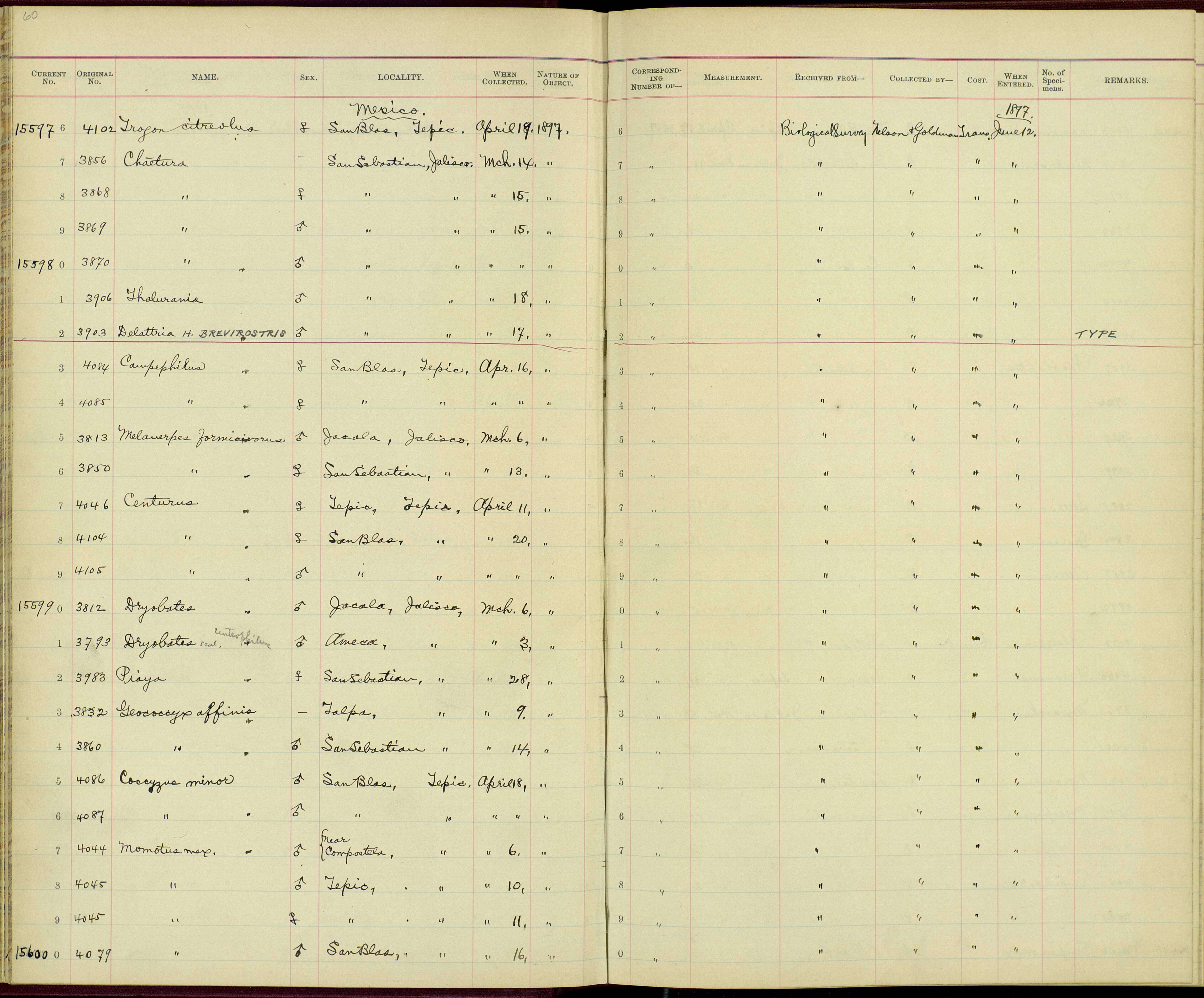 Momotus mexicanus vanrossemi Moore & RT 1932 resmi