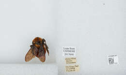 Image of Bombus atripes Smith 1852