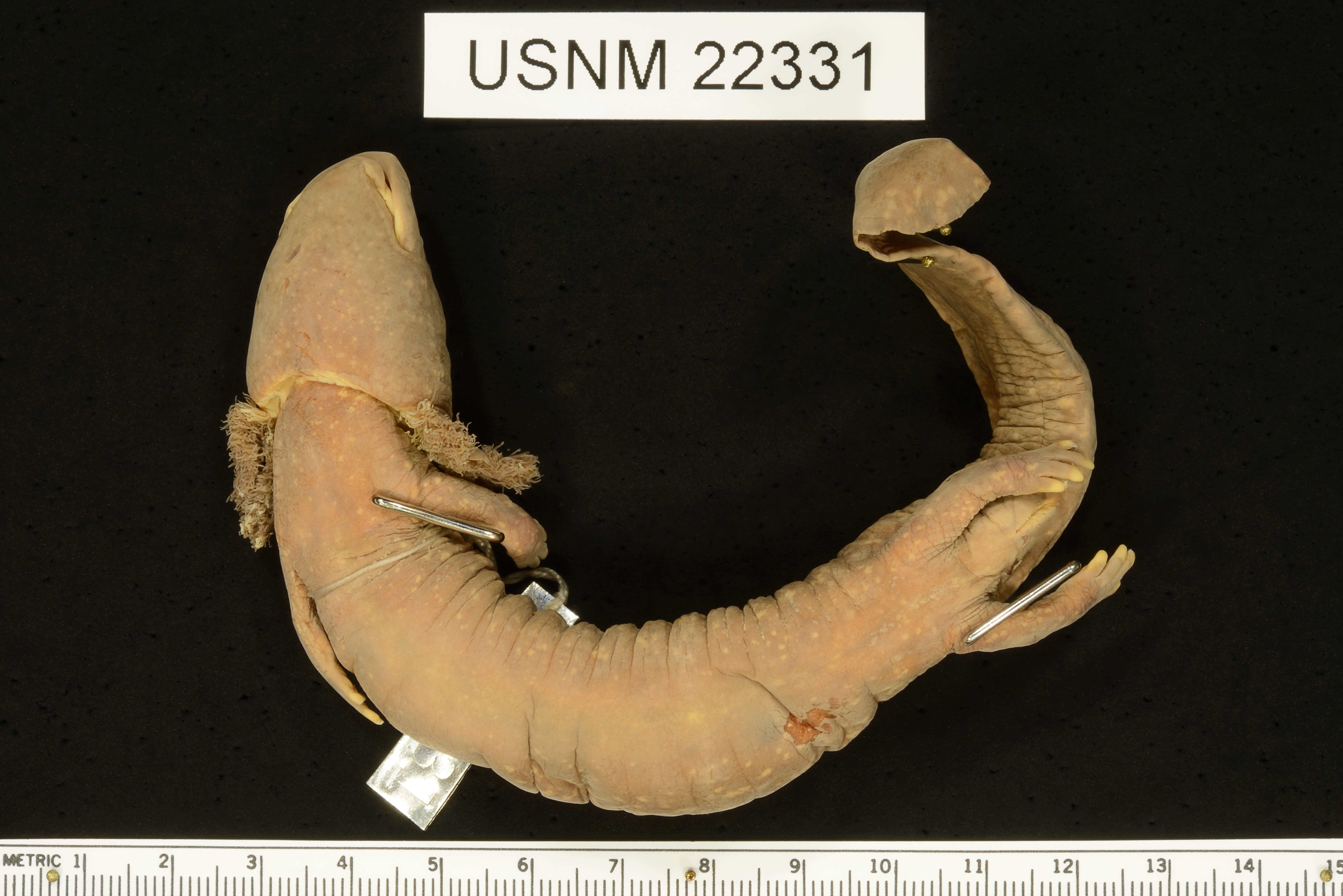 Image of Common mudpuppy