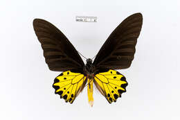 Troides helena (Linnaeus 1758) resmi