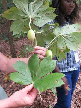 Image of mayapple