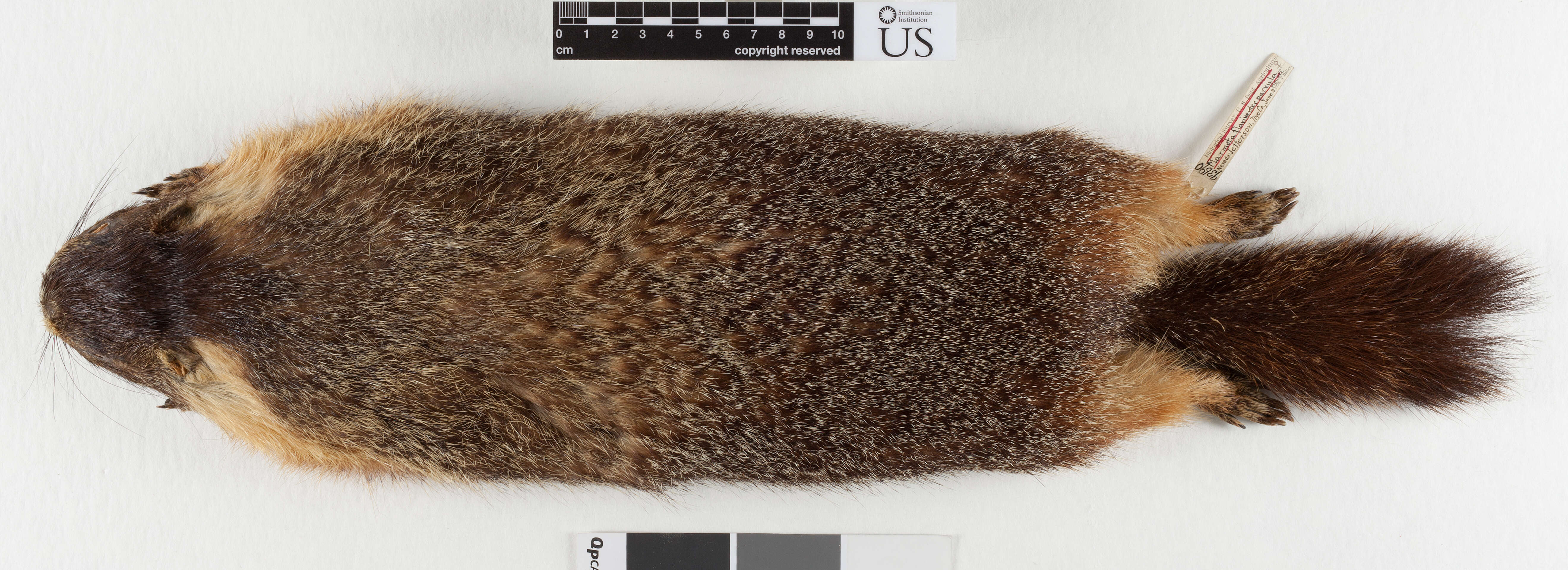 Marmota flaviventris avara (Bangs 1899)的圖片