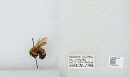 Слика од Bombus affinis Cresson 1864