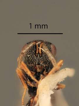 Image of Eurytoma squamosa Bugbee 1967
