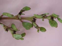 Image of desert horsepurslane