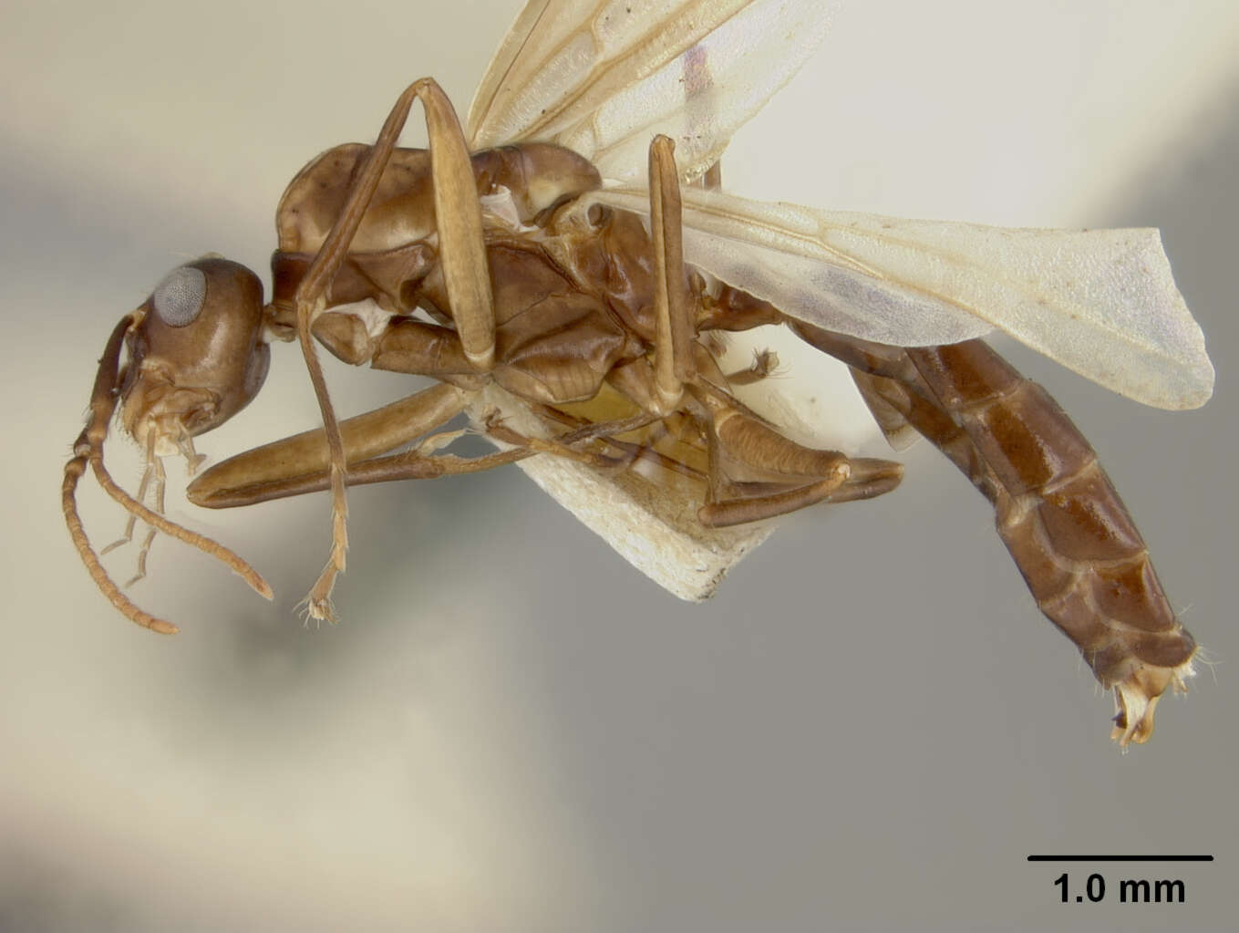 Plancia ëd Camponotus laminatus levuanus Mann 1921