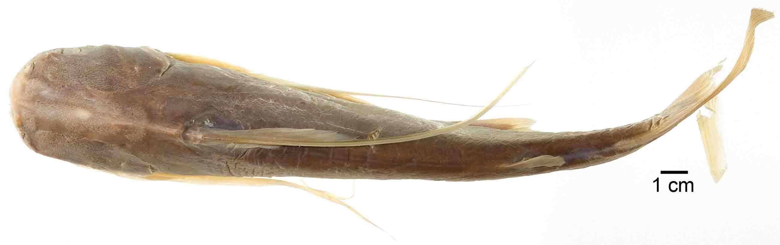 Image of Long-barbeled sea catfish