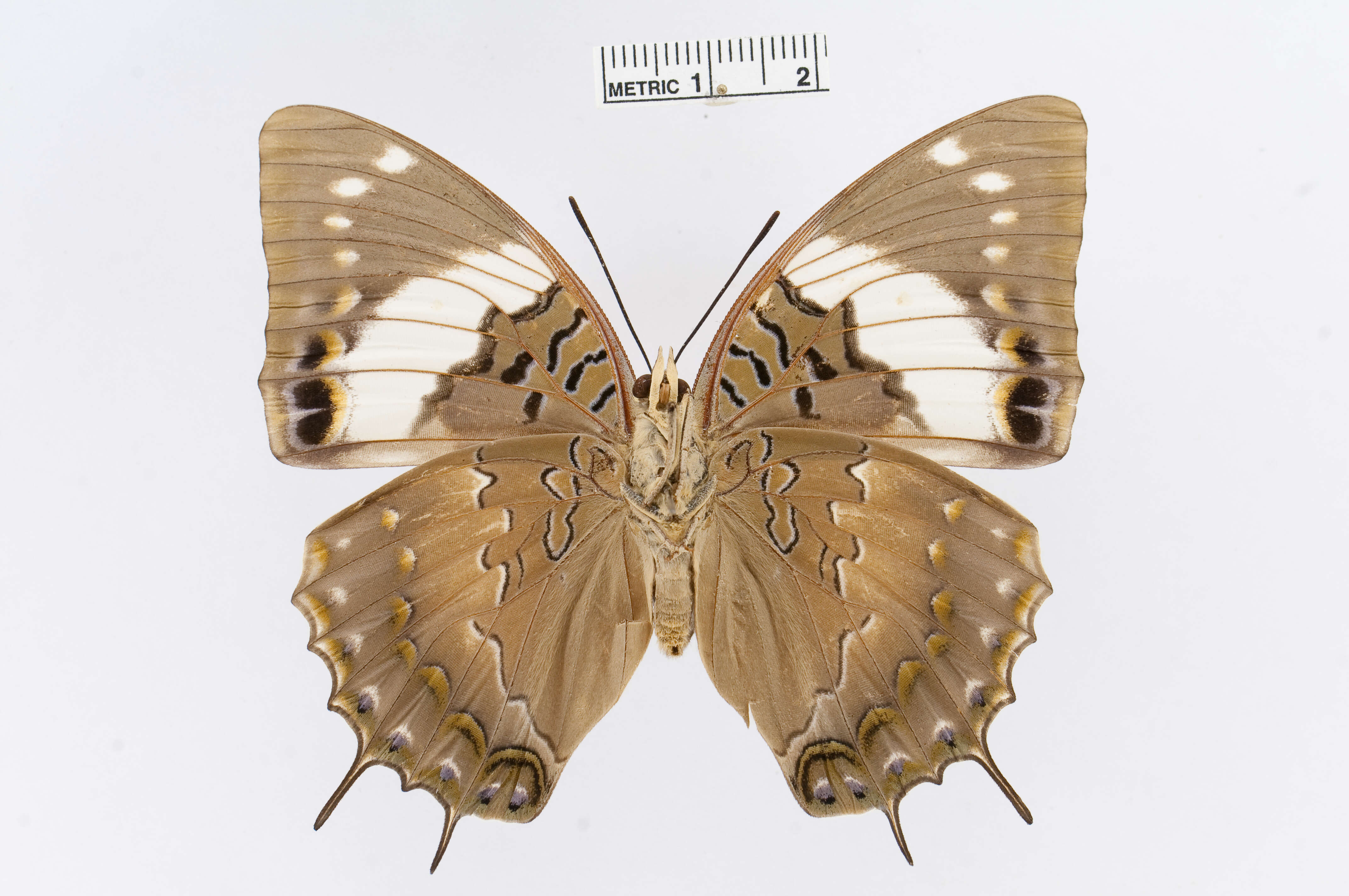 Imagem de Charaxes cithaeron Felder 1859