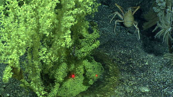 Image of Kulamanamana Sinniger, Ocaña & Baco 2013