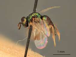 Image of Ormyridae