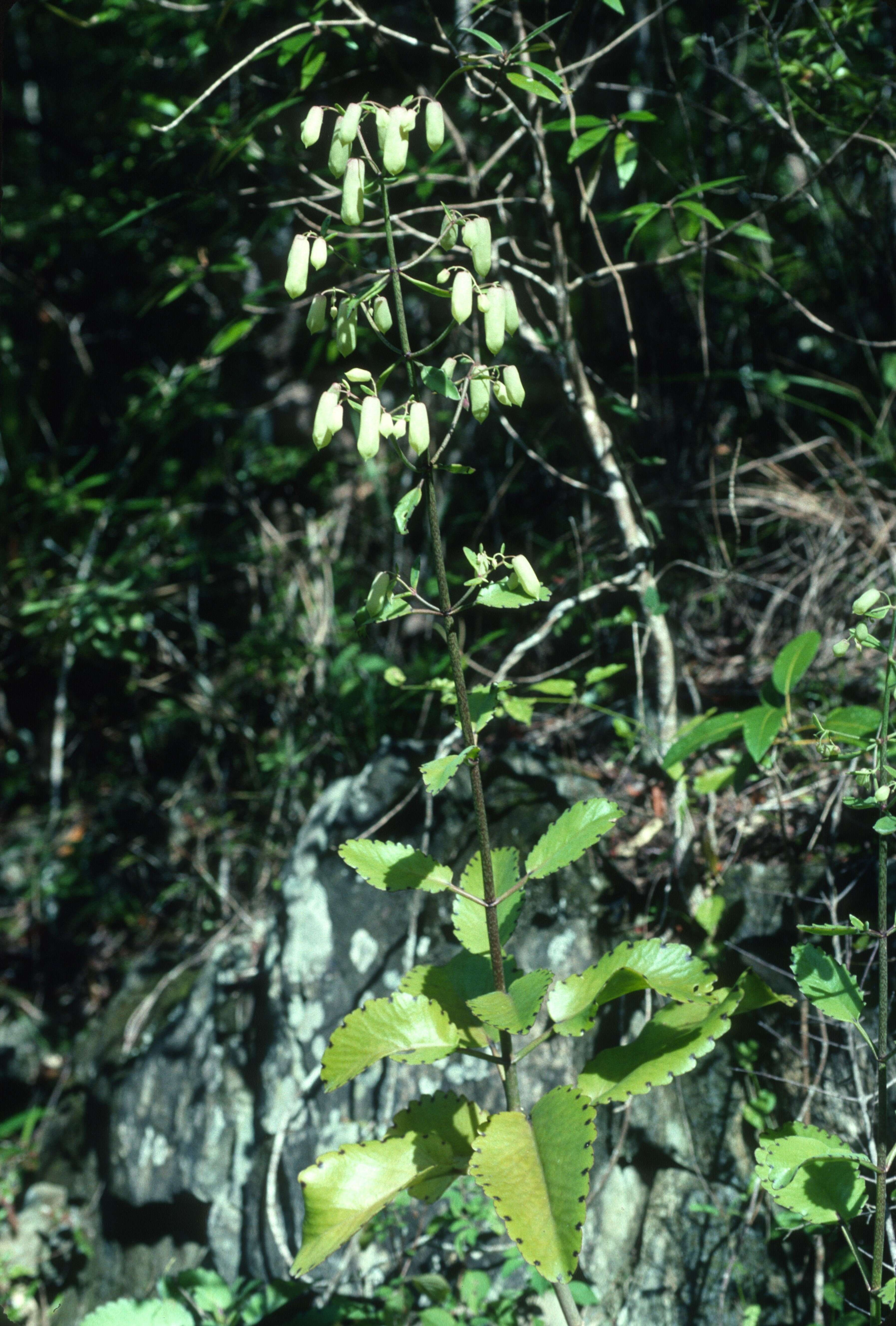 Kalanchoe pinnata (Lam.) Pers. resmi