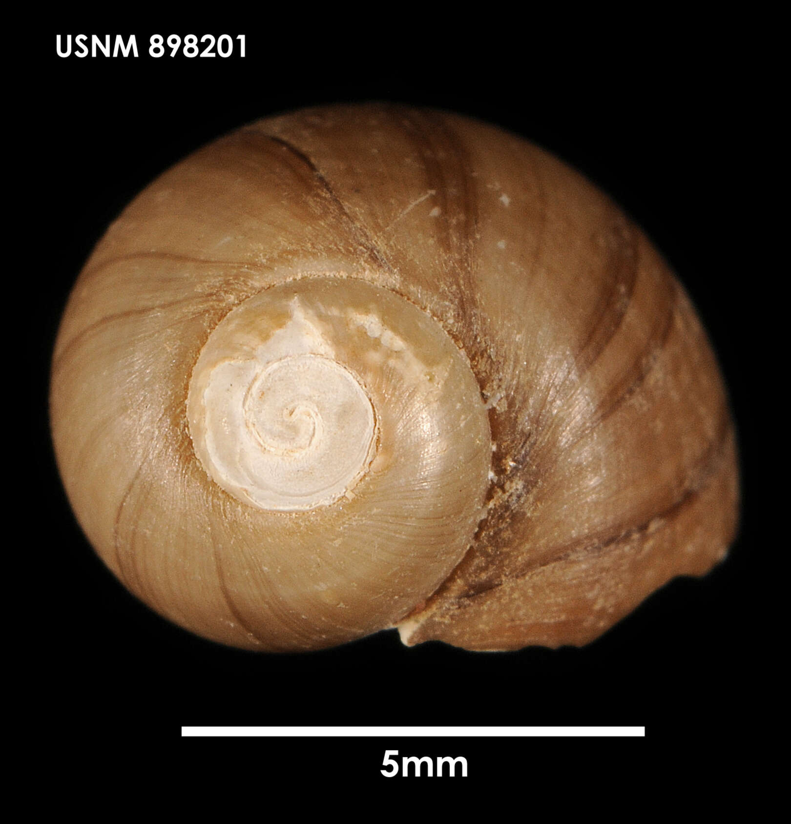 Image of Falsilunatia delicatula (E. A. Smith 1902)